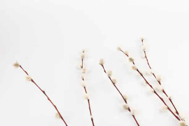 Willow branch with furry willow-catkins isolate on a lighte background. Willow twigs on white background. Spring concept, Palm Sunday concept.