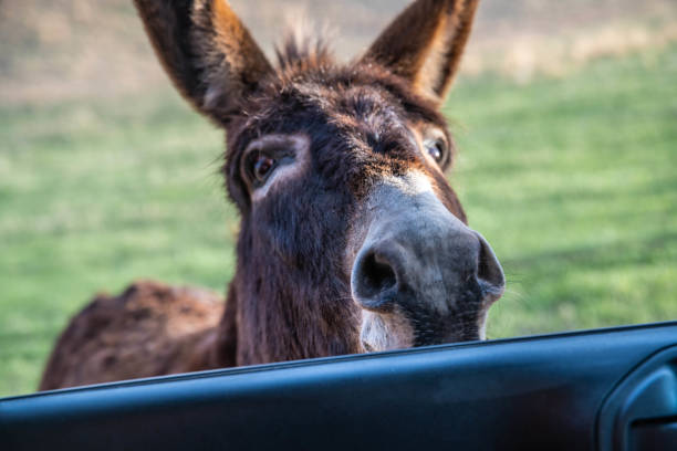 istock A Begging Burros in Custer State Park, Utah 1441366944