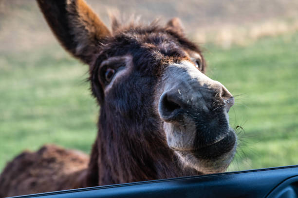 istock A Begging Burros in Custer State Park, Utah 1441366957
