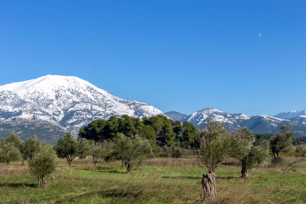 눈 덮인 산을 배경으로 한 올리브 숲 - cloud olive green green ridge 뉴스 사진 이미지