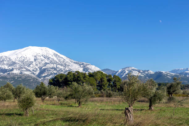 istock Olive grove on a background of snow-capped mountains 1441367856