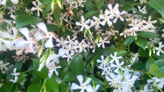 Star Jasmine Flower Vine