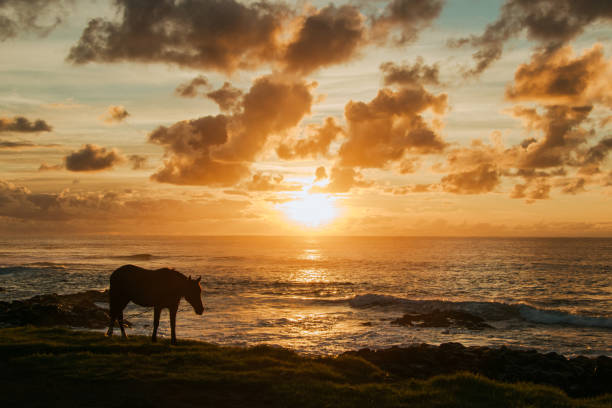 easter island landscapes, sunset, sunrise, ocean stock photo