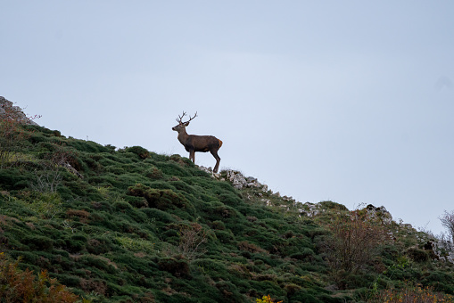 wild life of deer, mountain goats and chamois in the mountains of anciles valley in Leon, Spain
