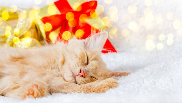 A red kitten sleeps sweetly on a white plush blanket among gift boxes and lights A red kitten sleeps sweetly on a white plush blanket among gift boxes and lights. Birthday, Christmas and New Year greeting card. Copy space, high quality photo kitten gift stock pictures, royalty-free photos & images