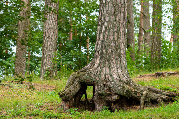 Free picture: Big tree trunk with roots in forest