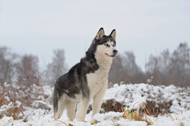 istock husky dog walking 1441371595