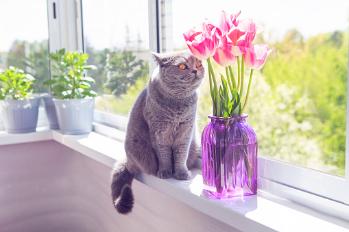 Grey cat on the balcony next to a bouquet of tulips in a vase