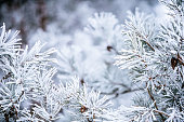 Winter scene - Frozen pine branches covered with a snow. Winter in the woods