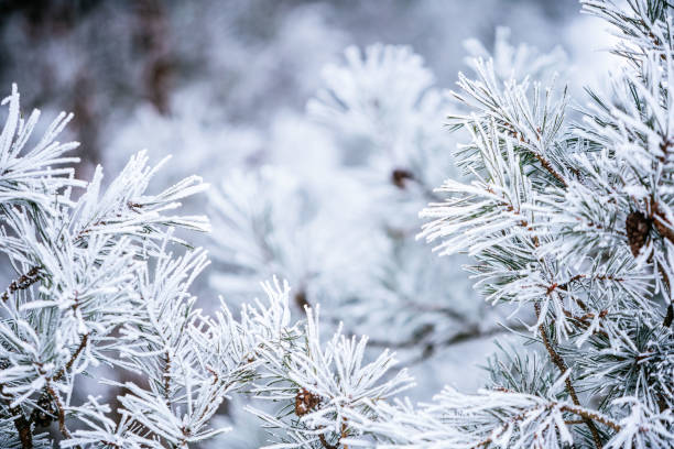 Winter scene - Frozen pine branches covered with a snow. Winter in the woods stock photo