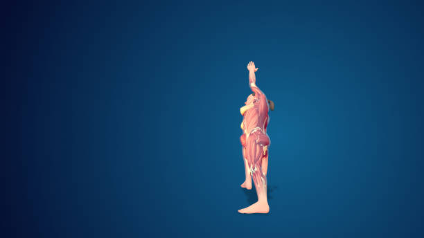 istock 3D human Utthita Parsvakonasana or Extended side angle pose on blue background 1441375678