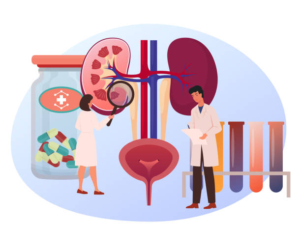 ilustraciones, imágenes clip art, dibujos animados e iconos de stock de concepto de tratamiento renal. examen de la prueba de enfermedad renal crónica. prescripción del procedimiento de hemodiálisis. pequeños médicos que examinan el riñón y toman notas. primeros auxilios, hospital. ilustración vectorial plana. - blood filter