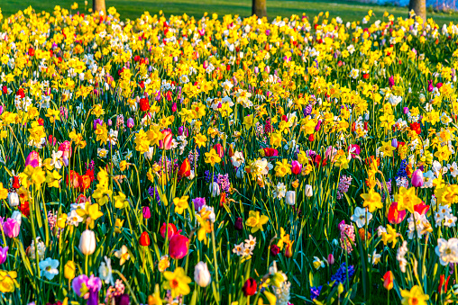 Close-up of a Meadow with multi-colored tulips, daffodils, hyacinths, and grape hyacinths in The Netherlands. Spring time