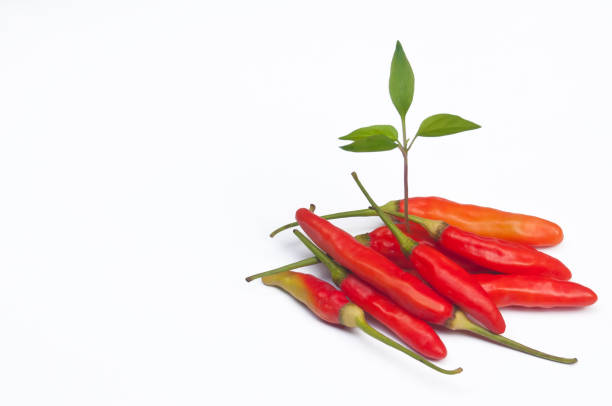 Red hot chili and the one young green seed in white seamless background.