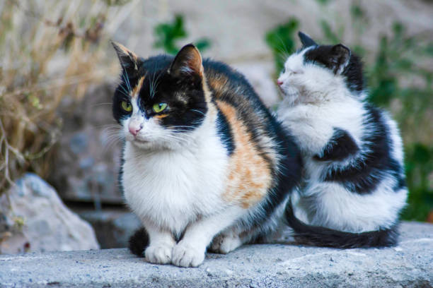istock Cat family. Cat with his kittens 1441378520