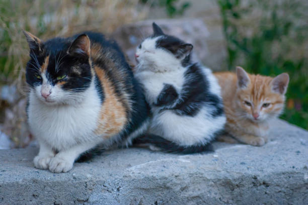 istock Cat family. Cat with his kittens 1441378600