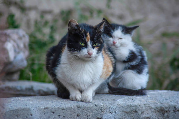 istock Cat family. Cat with his kittens 1441378632