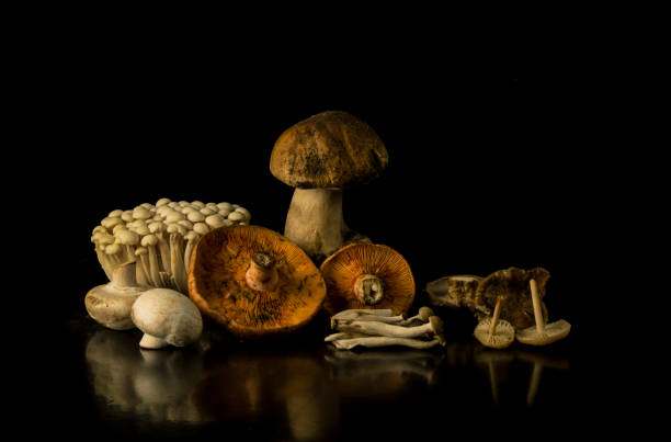 istock Different kinds of mushrooms against black background 1441379074