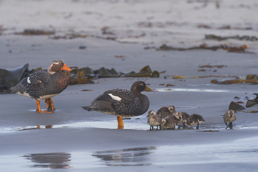 Falkland Steamer Duck (Tachyeres brachypterus) with recently hatched chicks on a sandy beach on Sea Lion Island in the Falkland Islands.