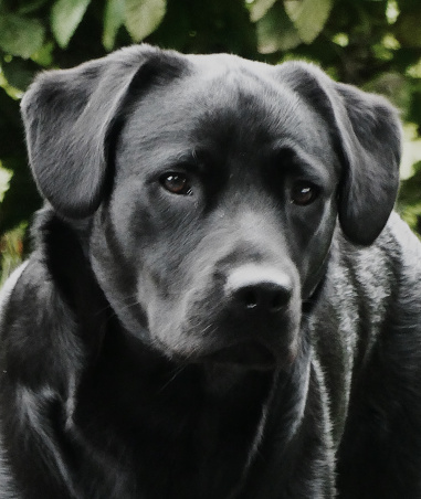 Portrait of a black Labrador Retriever dog.  Seen in the Netherlands