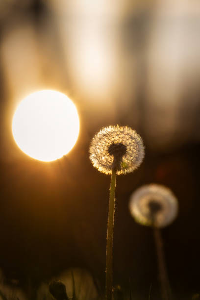 istock White fluffy dandelions, natural sunset colours, selective focus. 1441380188