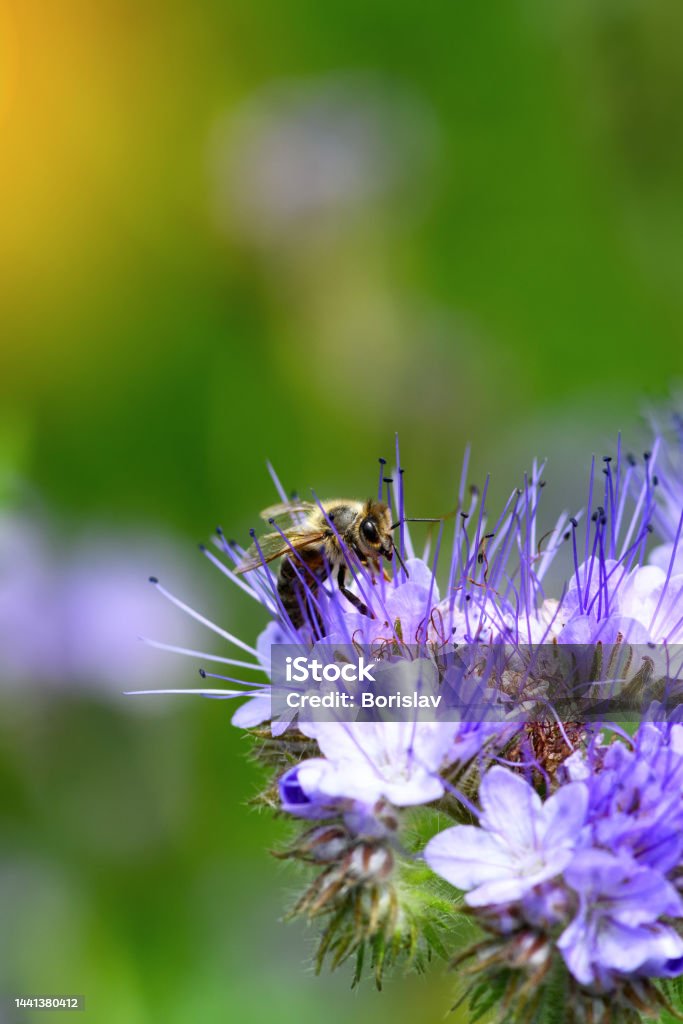 Bee and flower phacelia. Close up of a large striped bee collecting pollen from phacelia on a green background. Summer and spring backgrounds Animal Body Part Stock Photo