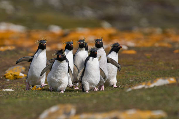 rockhopper penguins - falkland islands foto e immagini stock