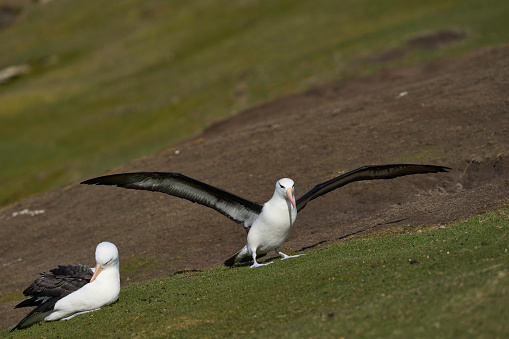 Black-browed Albatross (Thalassarche melanophrys) on the cliffs of Saunders Island in the Falkland Islands.