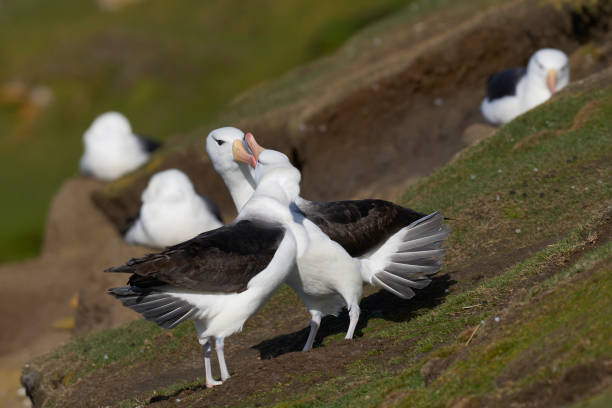 istock Black-browed Albatross courting 1441380899