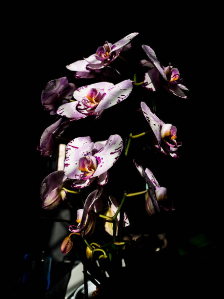 orchidea - orchid plants foto e immagini stock