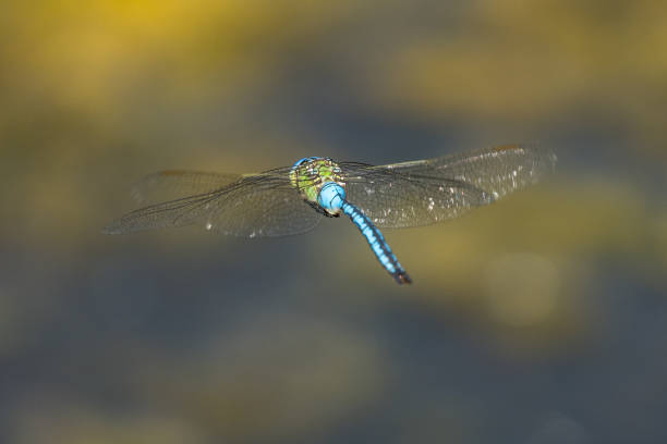 フライングトンボ - wing dragonfly animal eye blue ストックフォトと画像