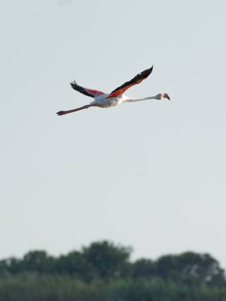 istock Pink flamingo 1441381511