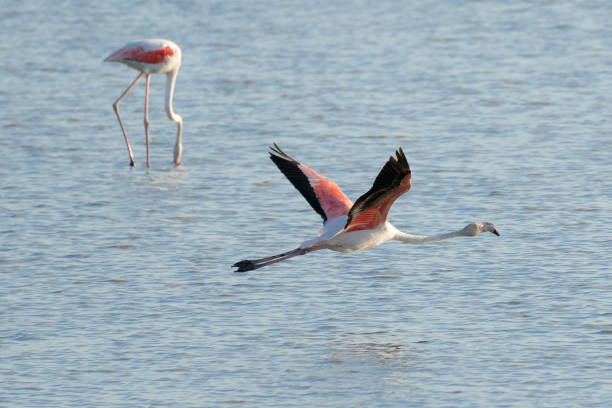 istock Pink flamingo 1441381520