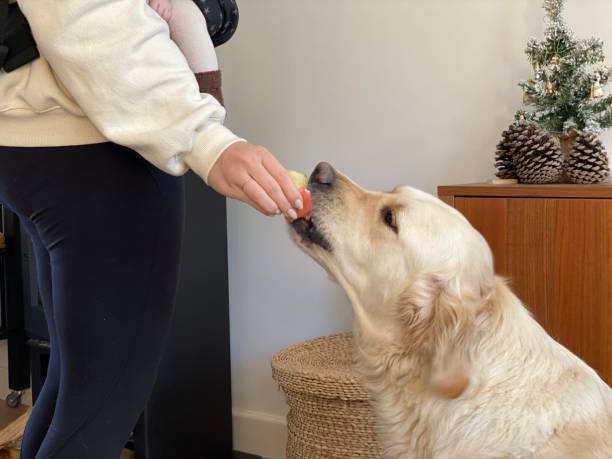 istock Dog eating an  apple 1441383136