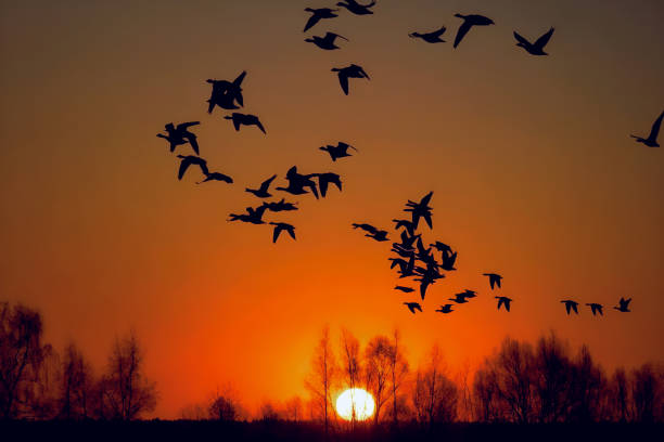 istock flock of teal -07 1441383845
