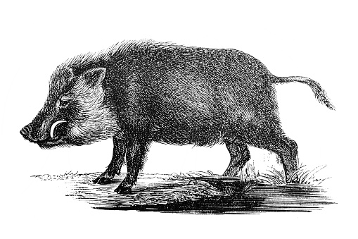 Wild Boar (Sus Scrofa)