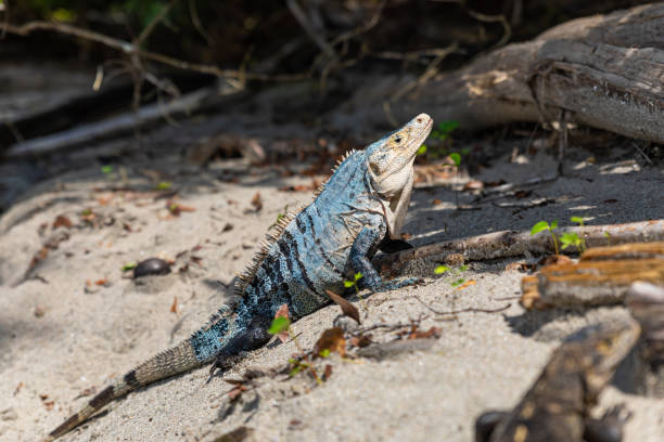 istock Green iguana basking on a beach in Costa Rica 1441384130