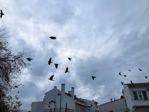 istock Crows gathering at dusk in bare winter twilight trees 1441384502