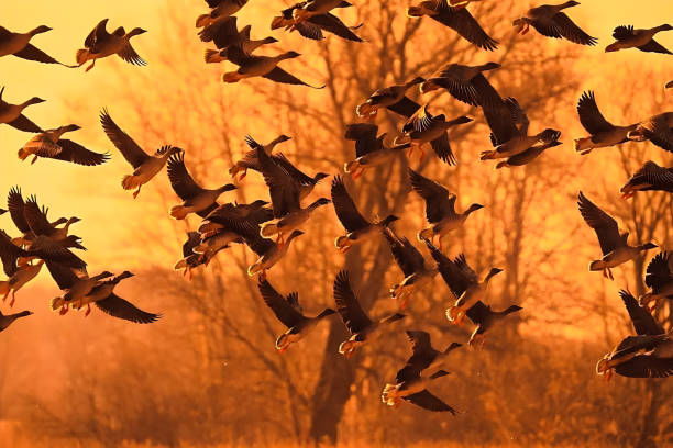 istock flock of teal -02 1441384764