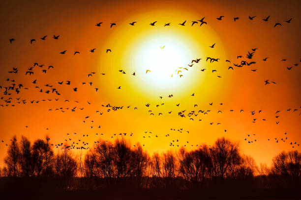 istock flock of teal -06 1441384845