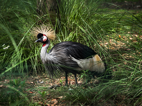 The crowned crane in nature among the leaves and palm trees is resting in the shade. No people. Green leafy background