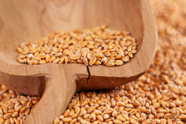 istock Full rustic cracked wooden bowl with raw whole wheat seeds 1441386485