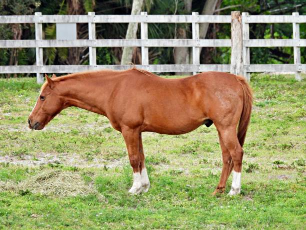 Horse (Equus ferus caballus) - eating alfalfa mixed with trefoil in the field Horse - profile lotus corniculatus stock pictures, royalty-free photos & images