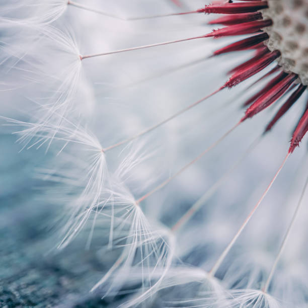istock beautiful dandelion flower in springtime, white background 1441387628