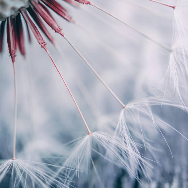 istock beautiful dandelion flower in springtime, white background 1441387630