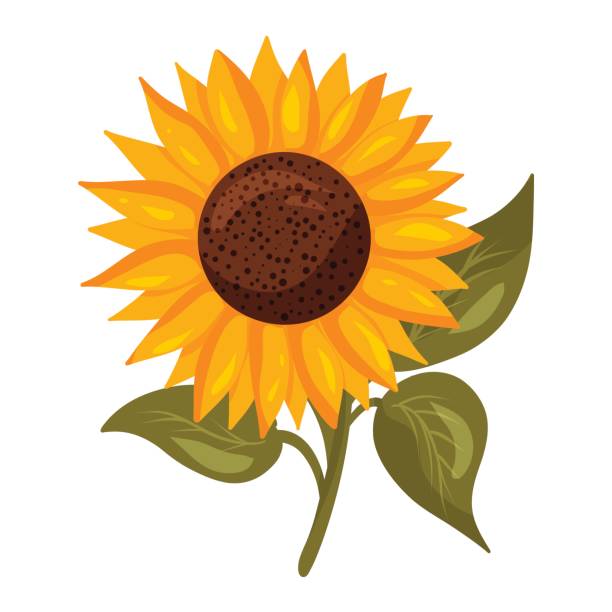 Seamless Outlined Cartoon Sunflower Background Illustrations, Royalty-Free  Vector Graphics & Clip Art - iStock