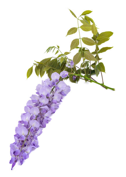 istock Wisteria flowers 1441390357