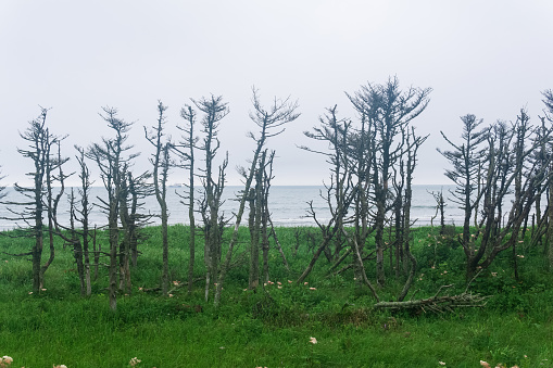 coastal landscape of Kunashir island with dry dwarf trees curved by the wind