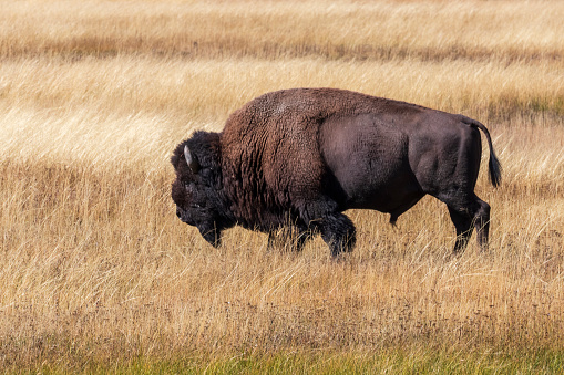 American bison in the grass at Yellowstone national park. USA.