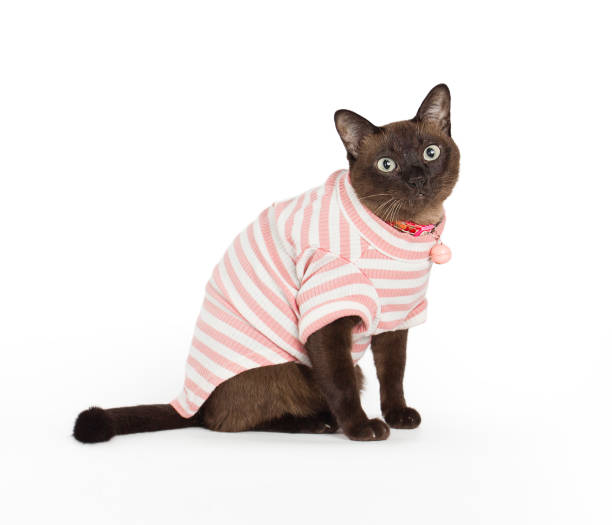 istock pet Suphalak cat sit and looking front , Suphalak cat breed 1441393664